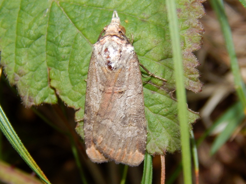 Noctuidae da ID - Epilecta linogrisea